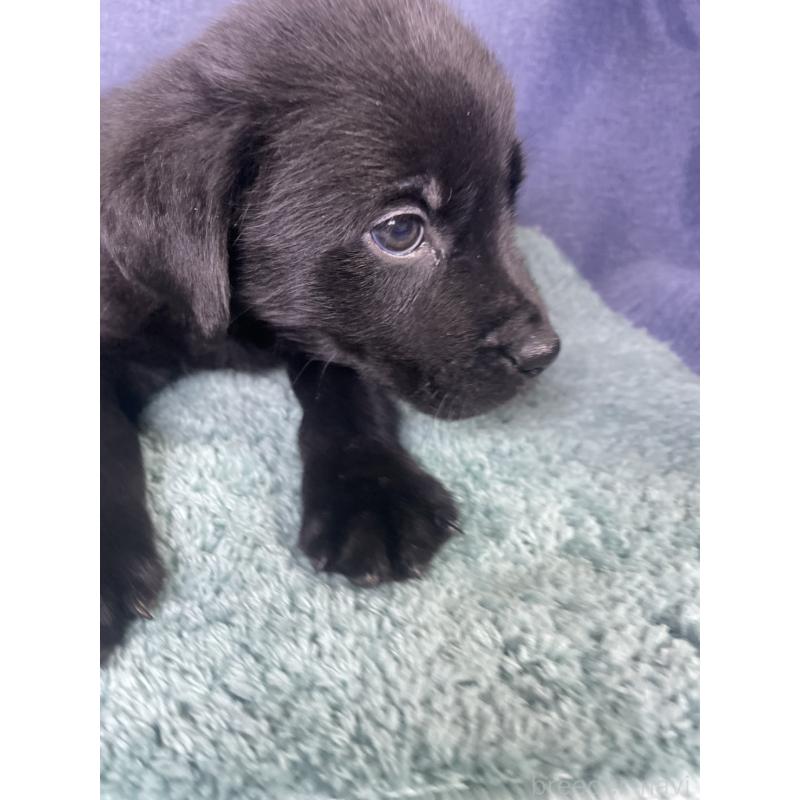 販売中の千葉県のミックス犬-424308の2枚目