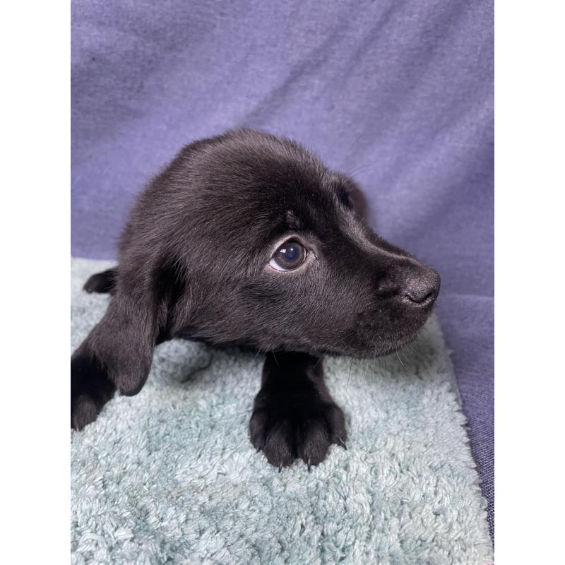 販売中の千葉県のミックス犬-424301の8枚目