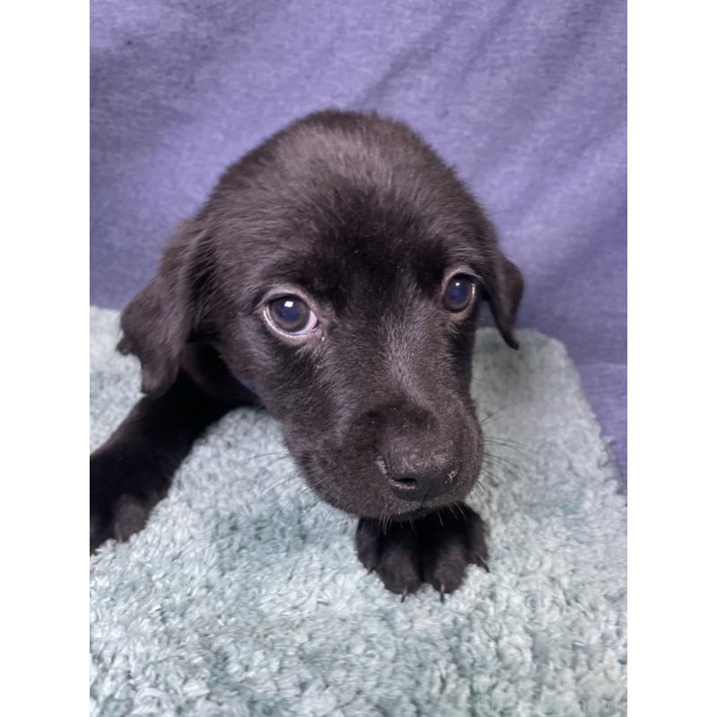 販売中の千葉県のミックス犬-424301の7枚目