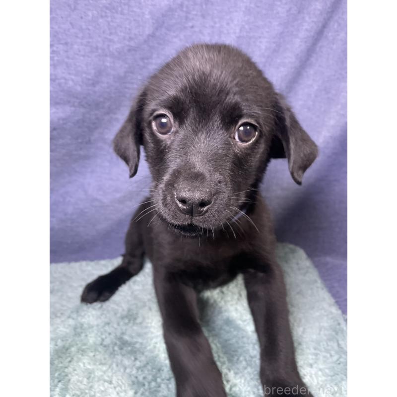 販売中の千葉県のミックス犬-424301の6枚目