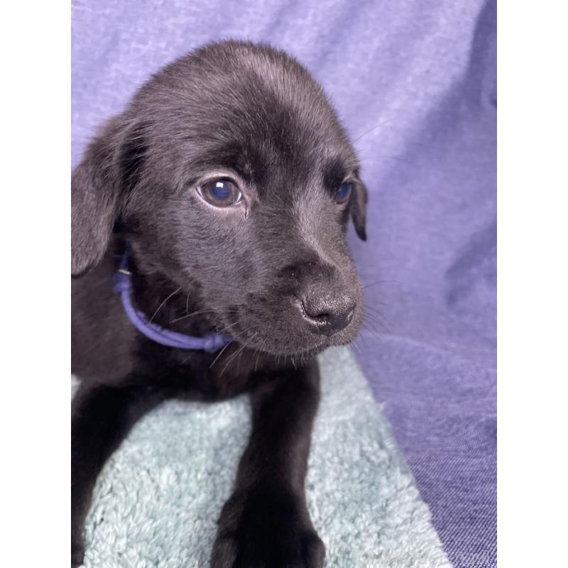 販売中の千葉県のミックス犬-424301の5枚目