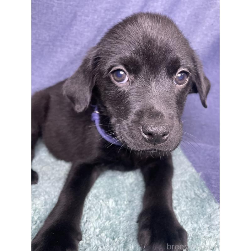 販売中の千葉県のミックス犬-424301の4枚目