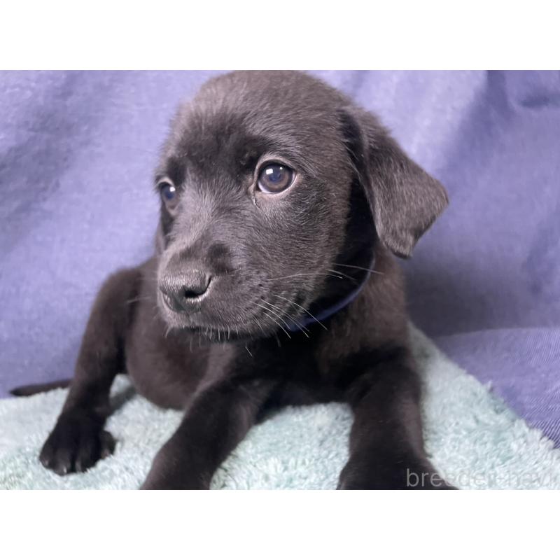 販売中の千葉県のミックス犬-424301の3枚目