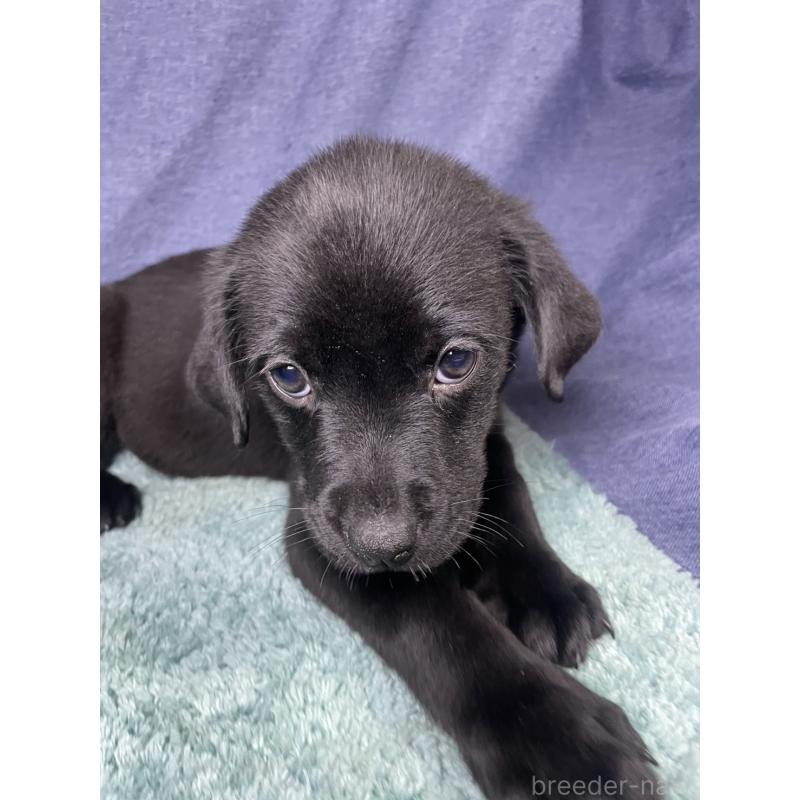 販売中の千葉県のミックス犬-424301の2枚目