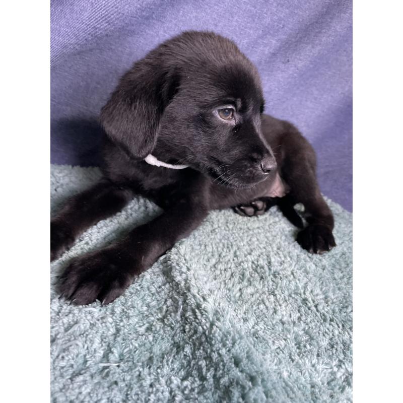 販売中の千葉県のミックス犬-424302の7枚目