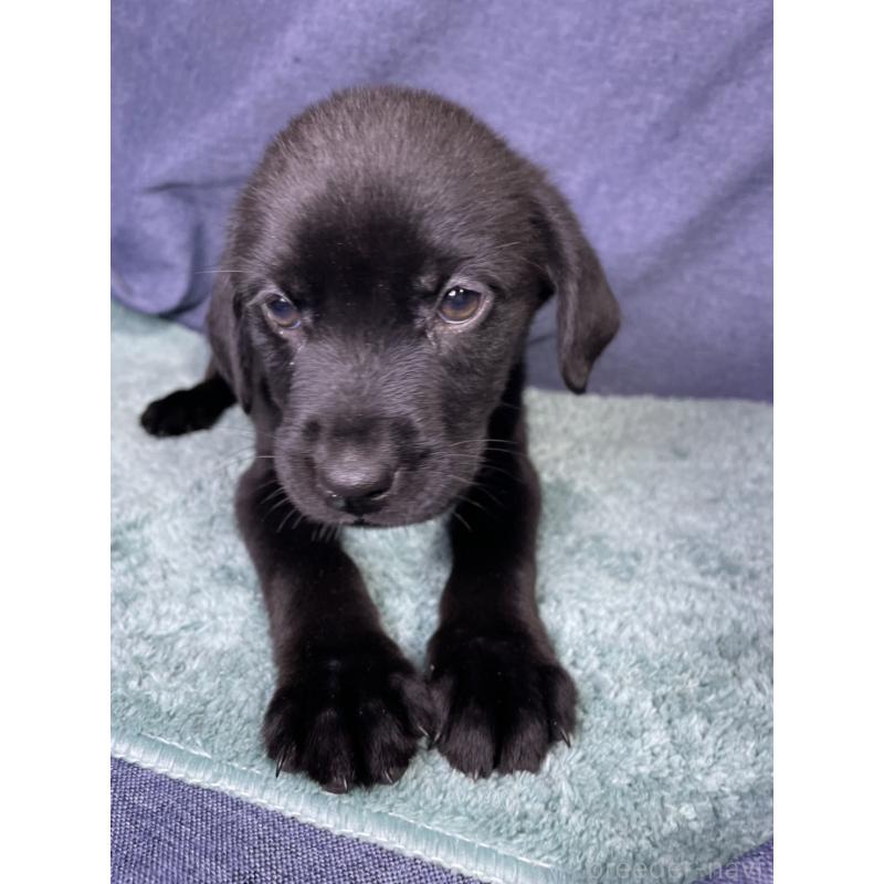 販売中の千葉県のミックス犬-424302の6枚目