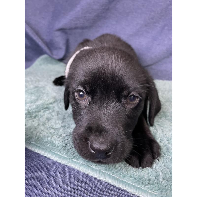 販売中の千葉県のミックス犬-424302の5枚目