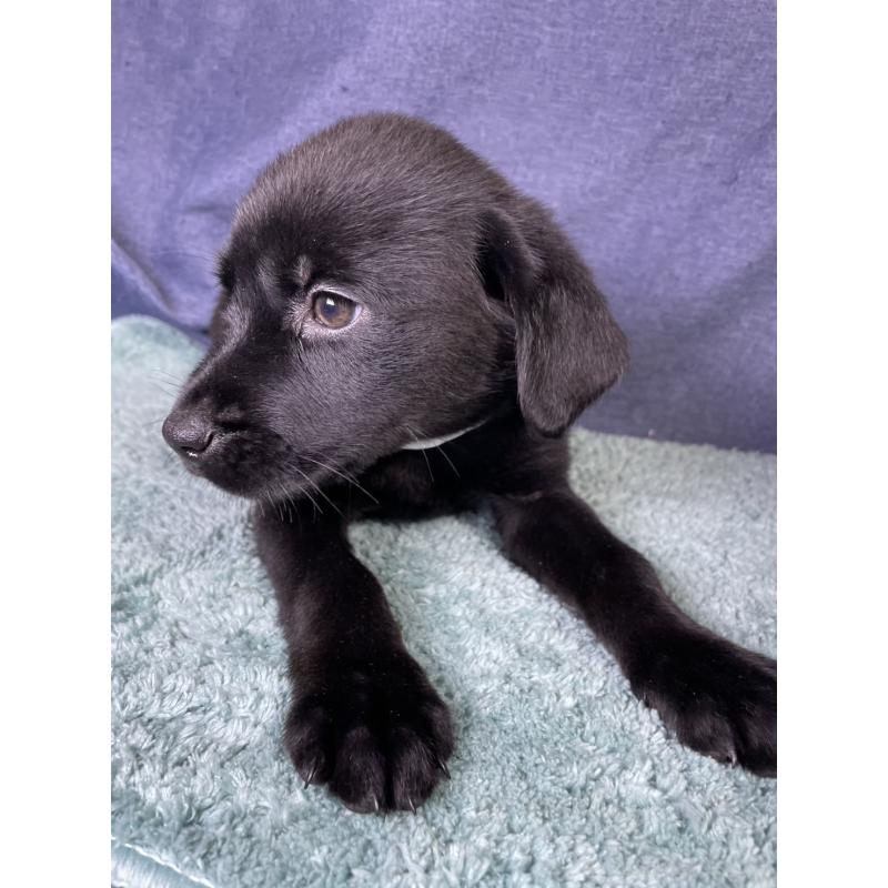 販売中の千葉県のミックス犬-424302の4枚目