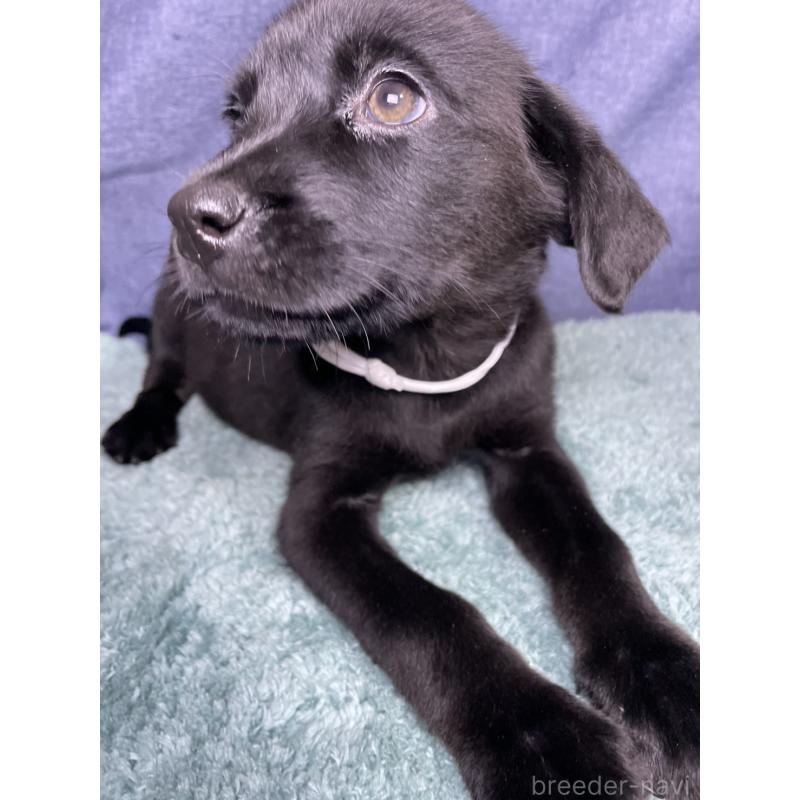 販売中の千葉県のミックス犬-424302の3枚目