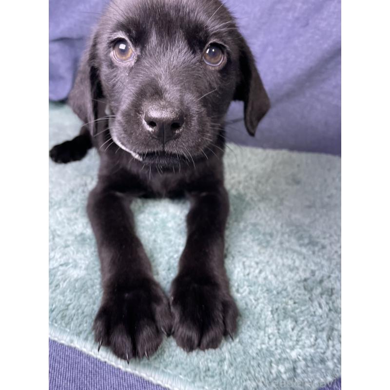 販売中の千葉県のミックス犬-424302の2枚目