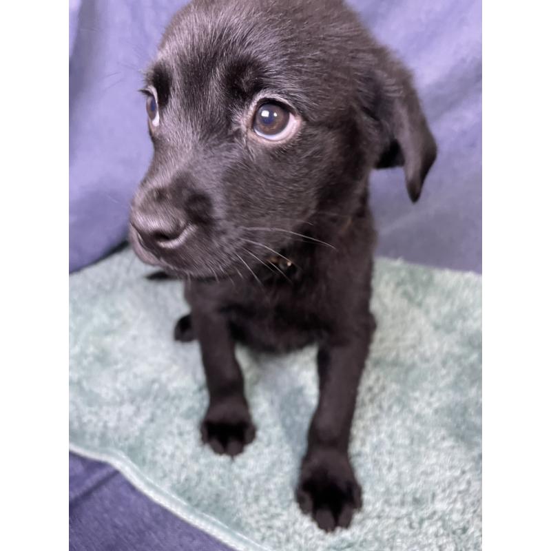 販売中の千葉県のミックス犬-424303の8枚目