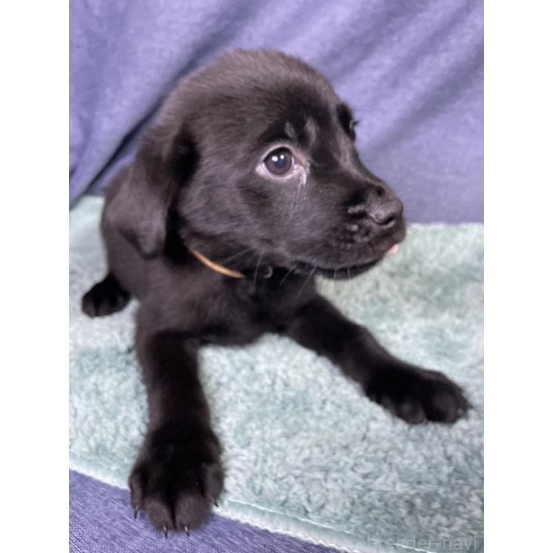 販売中の千葉県のミックス犬-424303の7枚目