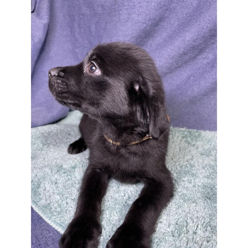 販売中の千葉県のミックス犬-424303の6枚目