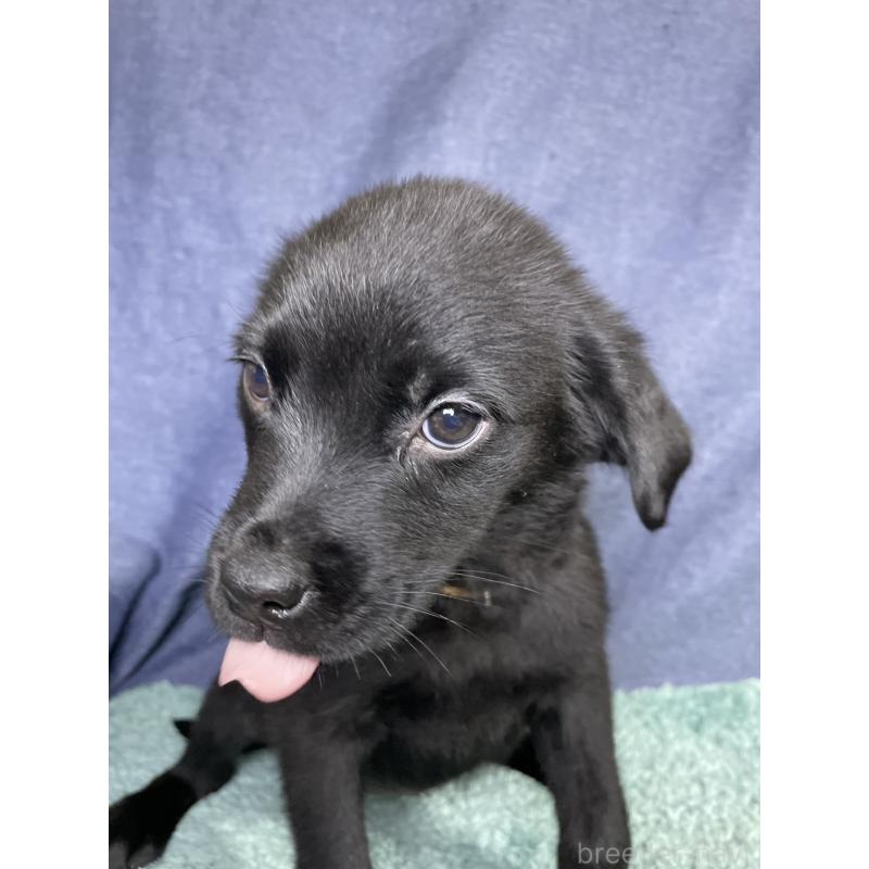 販売中の千葉県のミックス犬-424303の5枚目