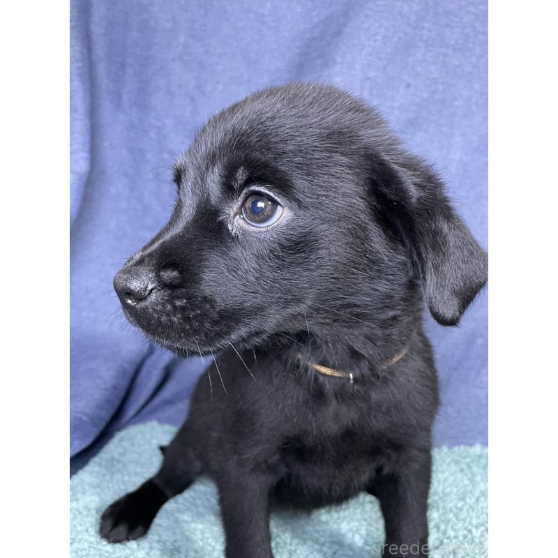 販売中の千葉県のミックス犬-424303の4枚目