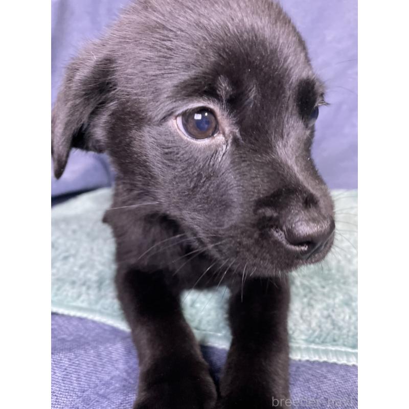 販売中の千葉県のミックス犬-424303の3枚目