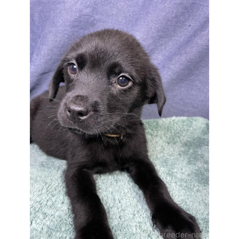 販売中の千葉県のミックス犬-424303の2枚目