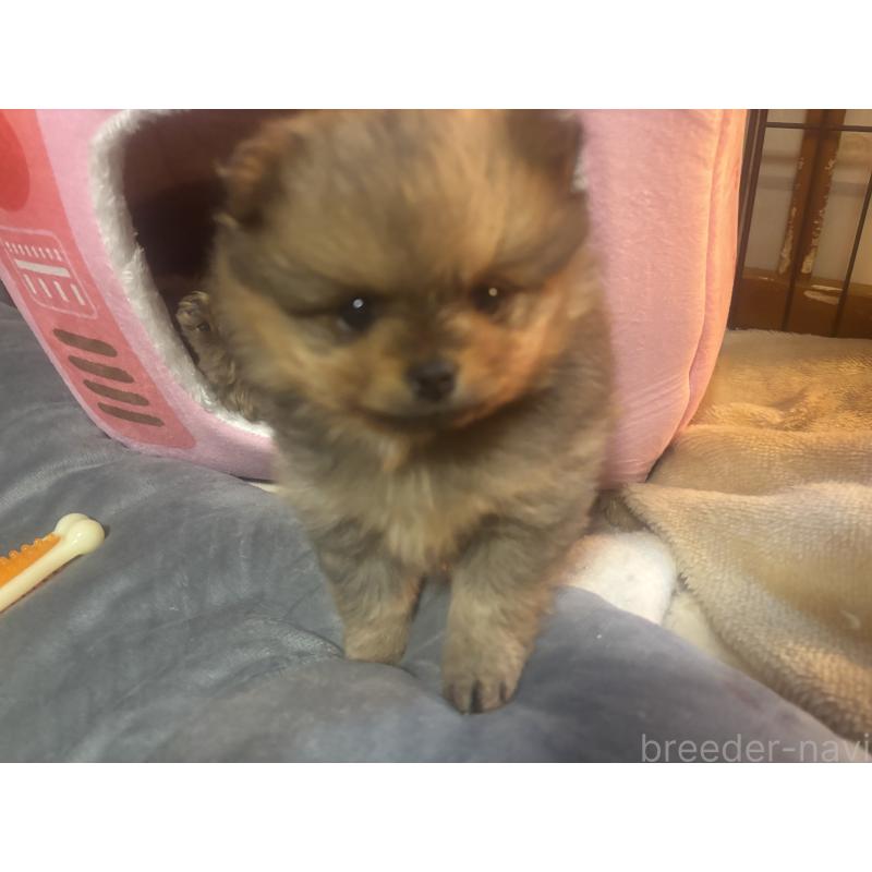 販売中の長崎県のポメラニアン-431328の5枚目