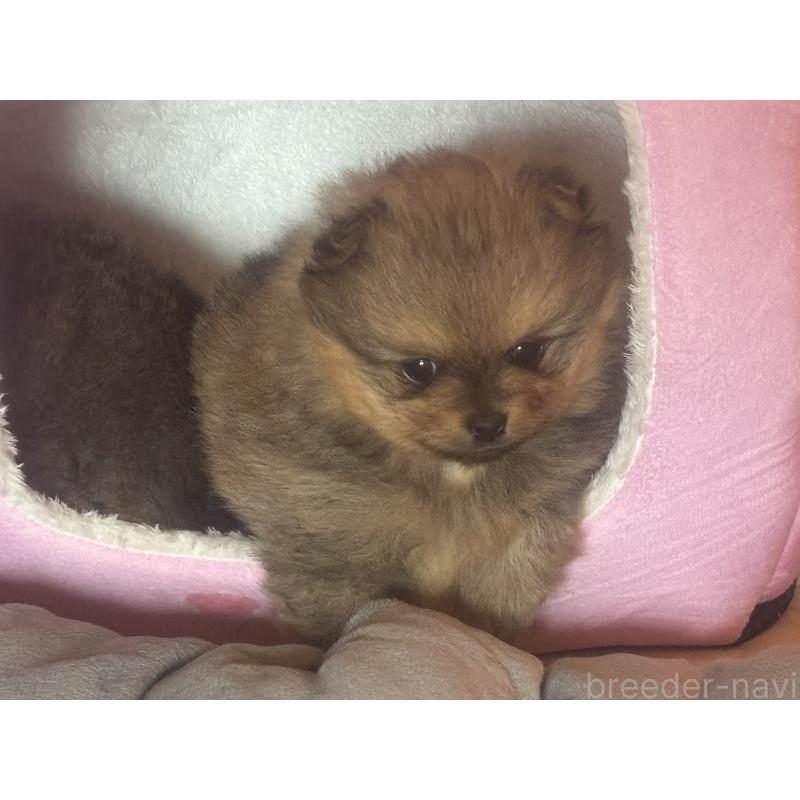 販売中の長崎県のポメラニアン-431328の4枚目