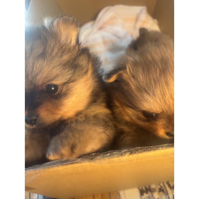 販売中の長崎県のポメラニアン-431328の3枚目