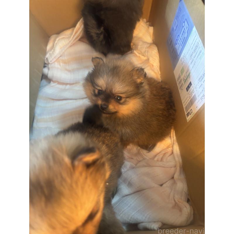 販売中の長崎県のポメラニアン-431328の2枚目