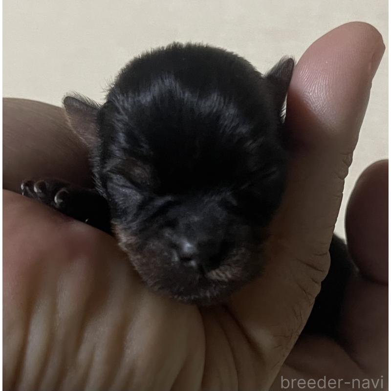 販売中の岡山県のヨークシャーテリア-431171の1枚目