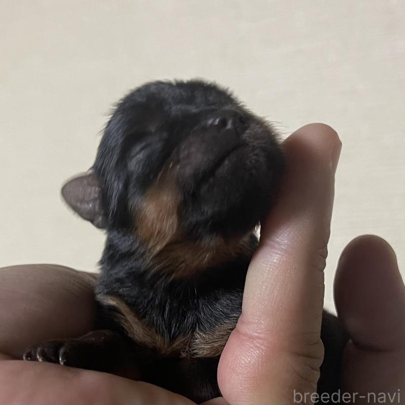 販売中の岡山県のヨークシャーテリア-431171の5枚目