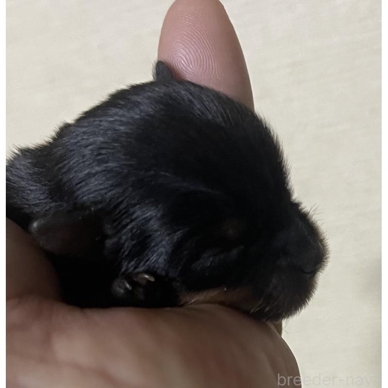 販売中の岡山県のヨークシャーテリア-431171の4枚目