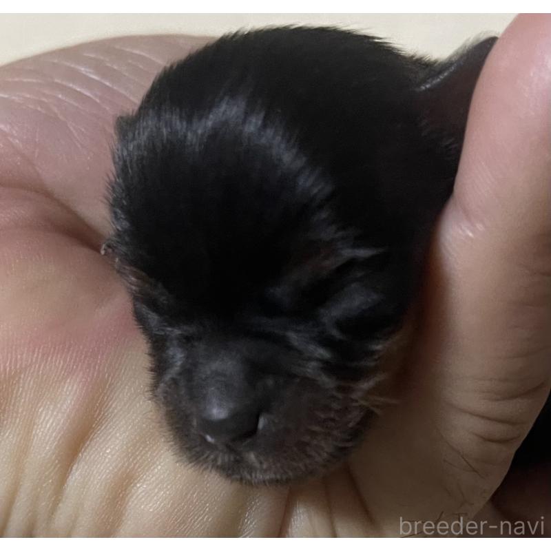 販売中の岡山県のヨークシャーテリア-431171の3枚目