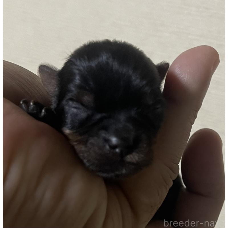 販売中の岡山県のヨークシャーテリア-431171の2枚目