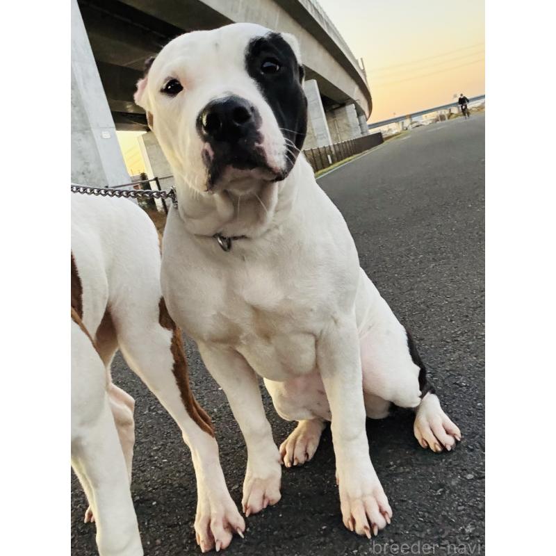 販売中の神奈川県のアメリカンピットブルテリア-390467の1枚目