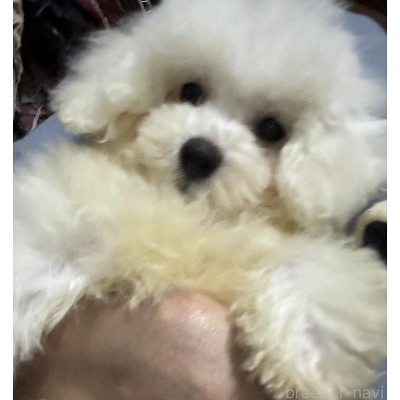 販売中の福井県のビションフリーゼ-431172の1枚目