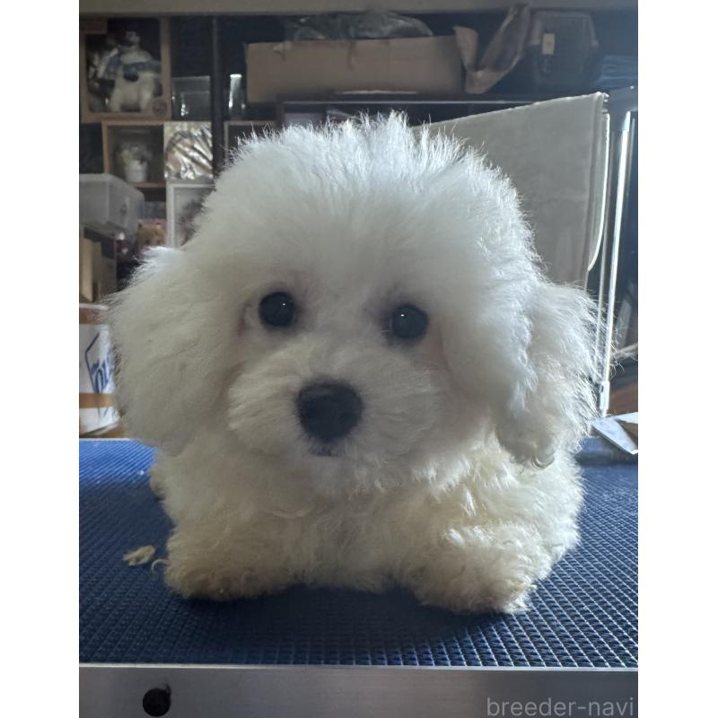 販売中の福井県のビションフリーゼ-431172の2枚目