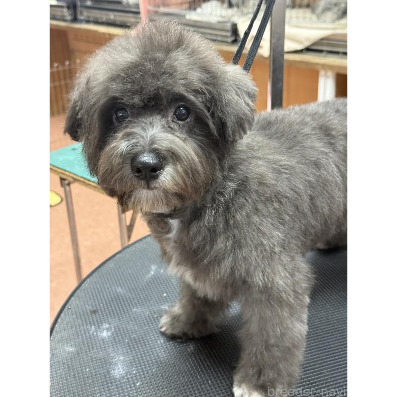 販売中の栃木県のミックス犬-431173の9枚目