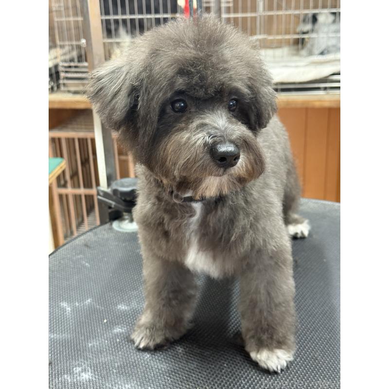 販売中の栃木県のミックス犬-431173の8枚目