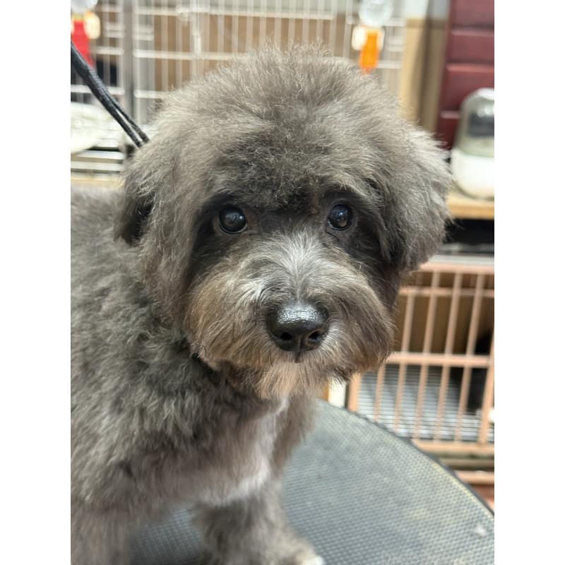 販売中の栃木県のミックス犬-431173の7枚目