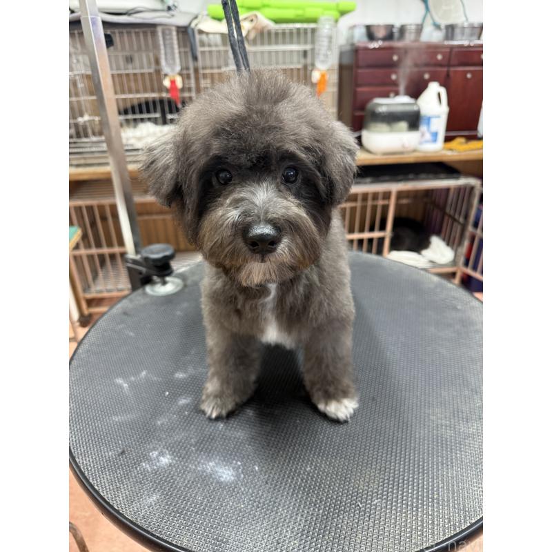 販売中の栃木県のミックス犬-431173の6枚目