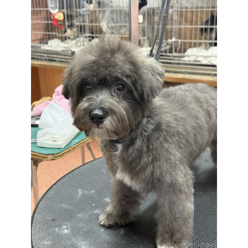 販売中の栃木県のミックス犬-431173の5枚目