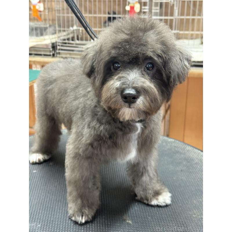 販売中の栃木県のミックス犬-431173の4枚目