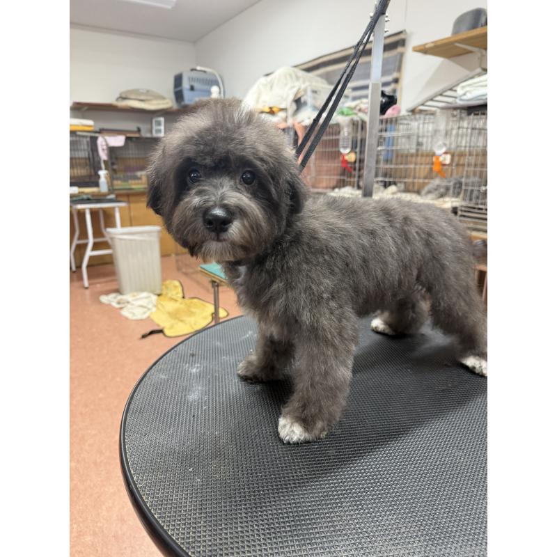 販売中の栃木県のミックス犬-431173の3枚目