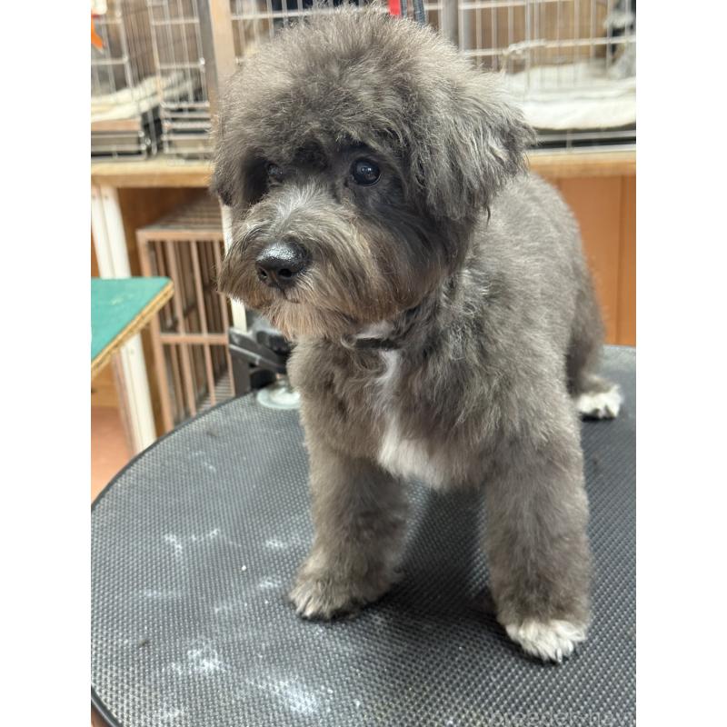 販売中の栃木県のミックス犬-431173の2枚目