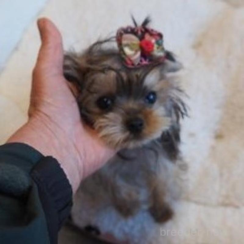 販売中の奈良県のヨークシャーテリア-427043