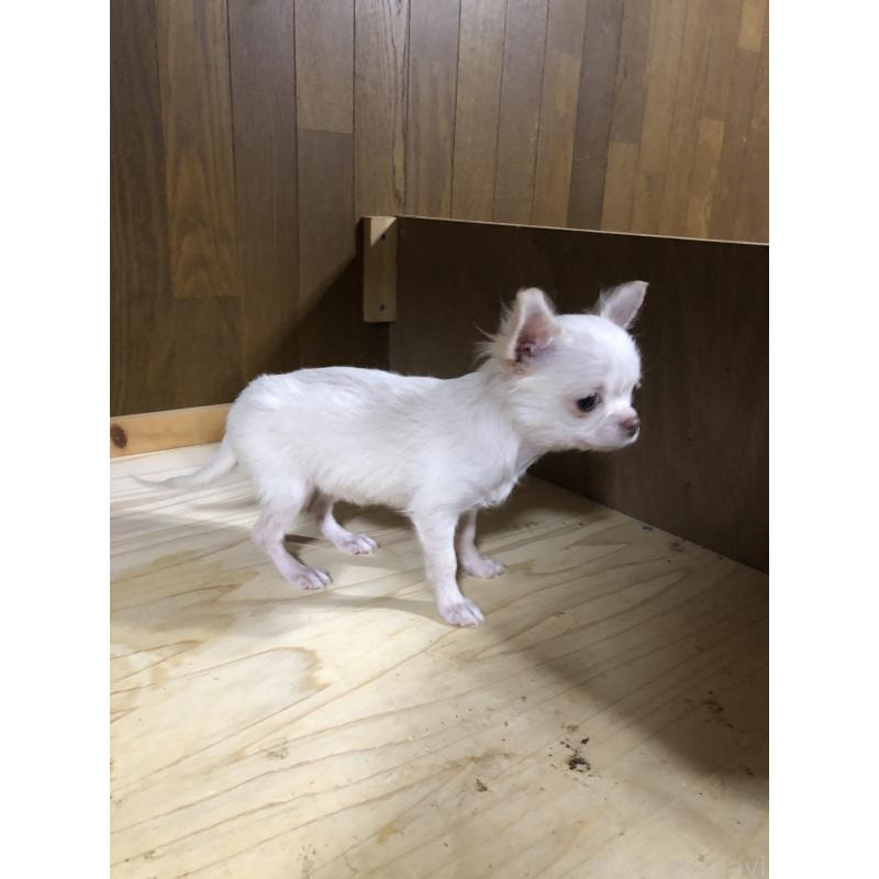 販売中の兵庫県のチワワ(ロングコート)-413797の8枚目