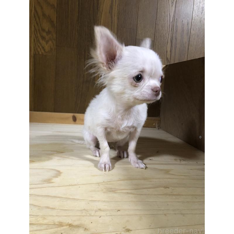 販売中の兵庫県のチワワ(ロングコート)-413797の7枚目