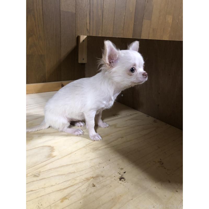 販売中の兵庫県のチワワ(ロングコート)-413797の6枚目