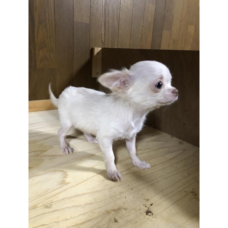 販売中の兵庫県のチワワ(ロングコート)-413797の5枚目