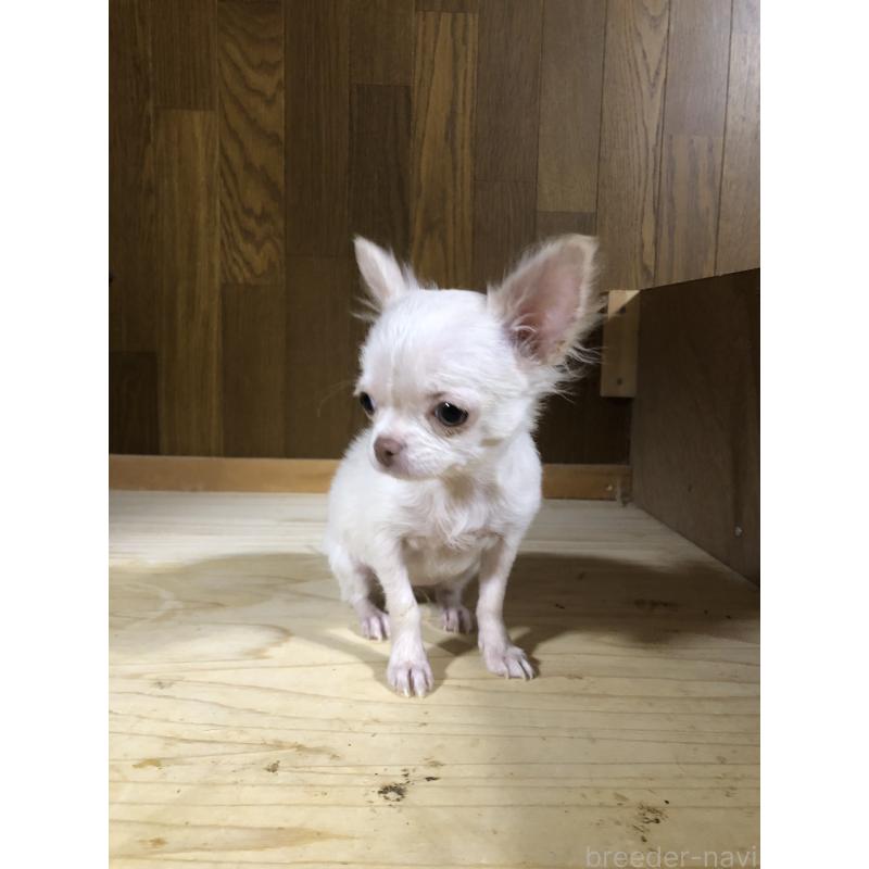 販売中の兵庫県のチワワ(ロングコート)-413797の4枚目