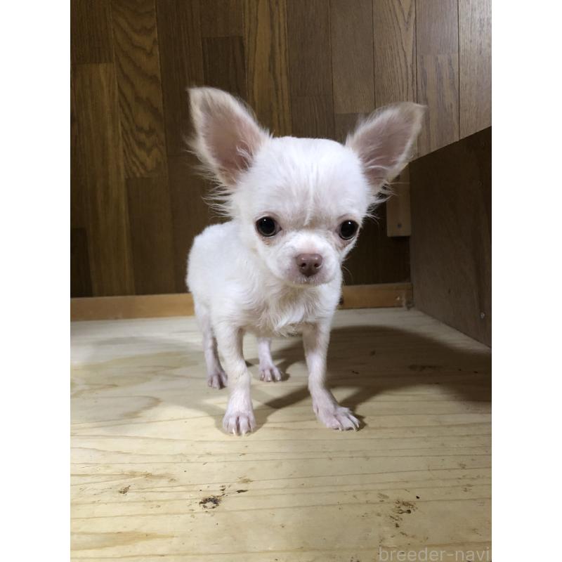 販売中の兵庫県のチワワ(ロングコート)-413797の3枚目