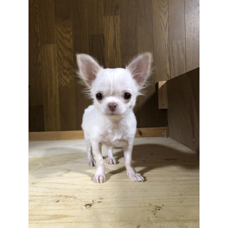 販売中の兵庫県のチワワ(ロングコート)-413797の2枚目