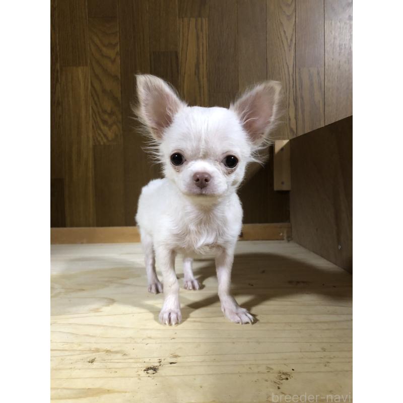 販売中ののチワワ(ロングコート)-413797